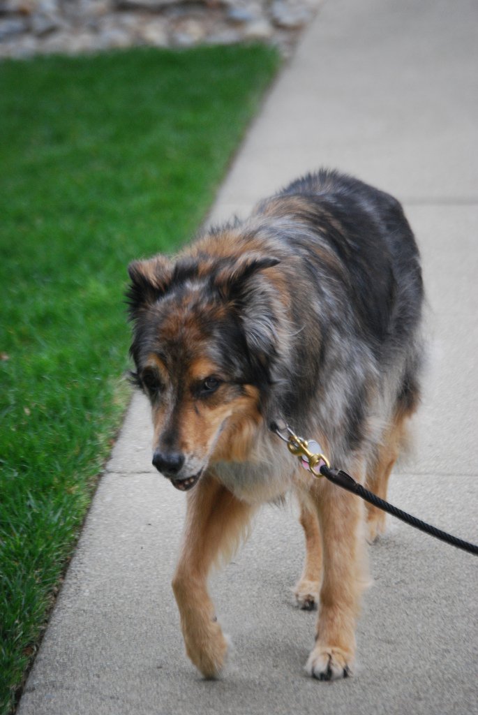 Does glucosamine really help dogs with joint pain?