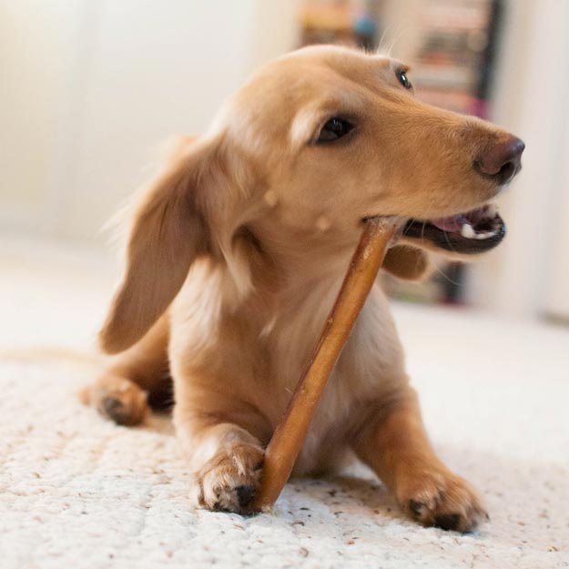 Bully sticks are a popular and healthy treat for dogs.