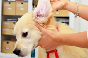 Checking your pet's ears for mites