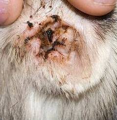 Dog ear mites