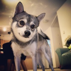 alaskankleekai2