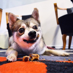 This is the look of pure joy after eating the treats