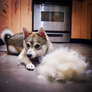 Alaskan Klee Kai Shed