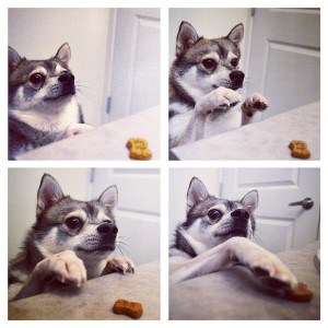 Alaskan Klee Kai Treats