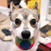 alaskan klee kai ball