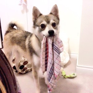 alaskan klee kai dog breed