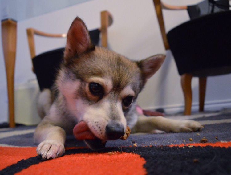 Someone is very happy with his tongue sticking out