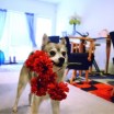 alaskan klee kai flowers