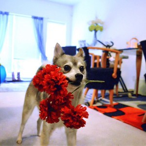 alaskan klee kai flowers