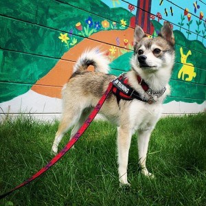 alaskan klee kai walks