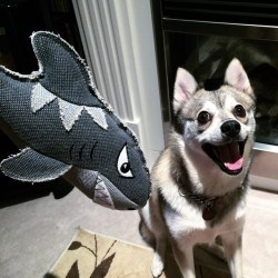 Kobi klee kai dog toy