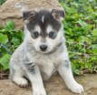 Pomsky Puppy