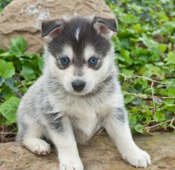 Pomsky Puppy