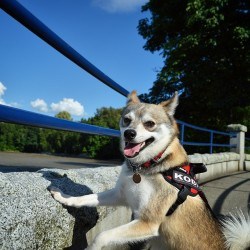 alaskankleekaiproscons