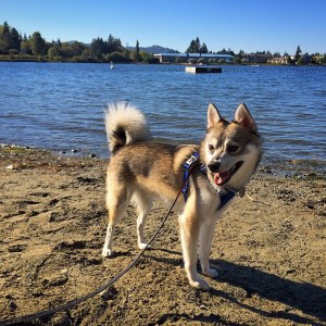 Alaskankleekaibreedstandards