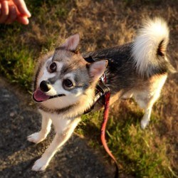 Alaskankleekaifindingbreeder