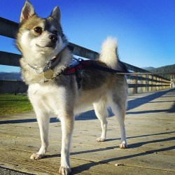 Alaskankleekaiscams2