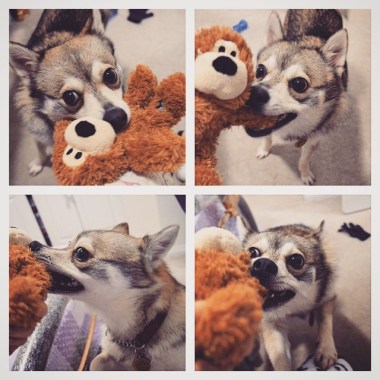 Mr. Bear wants us to play with him