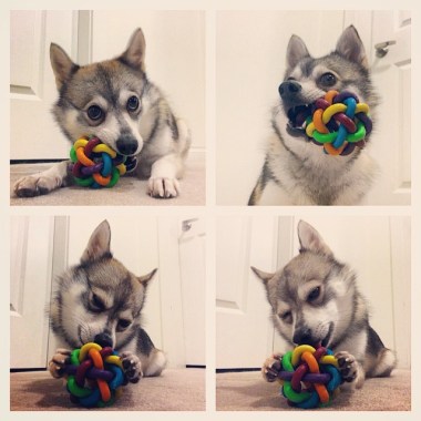 Can't blame a dog for loving his toy