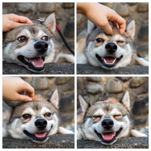 I like head scratches