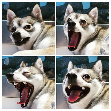 The four stages of a yawn