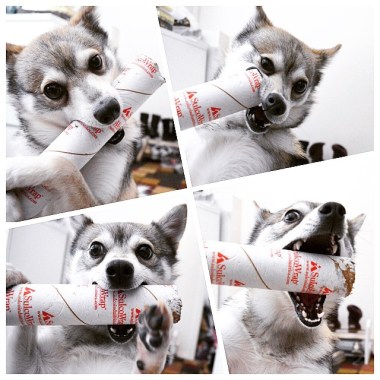 Kobi and his paper roll 