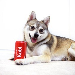 shareacokekobi