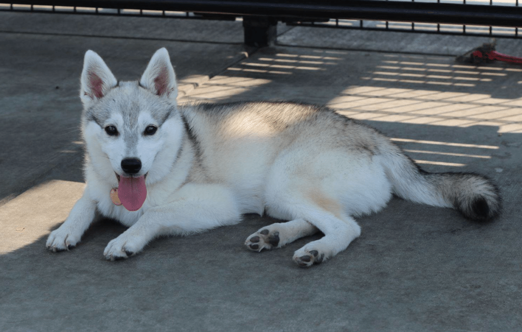 Meet Mokomint Chip the Alaskan Klee Kai!